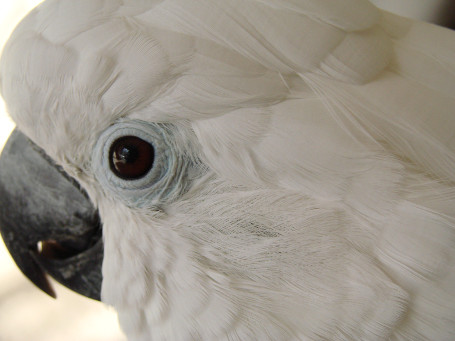 Harlee the Umbrella Cockatoo